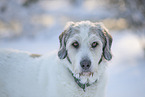 Mongrel dog