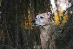 Mongrel