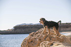 Mongrel