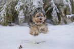 Mongrel dog