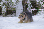 Mongrel dog