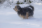 Mongrel dog