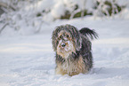 Mongrel dog