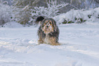 Mongrel dog