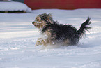 Mongrel dog