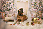 Bavarian-Mountain-Dog-Golden-Retriever-Mongrel