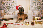 Bavarian-Mountain-Dog-Golden-Retriever-Mongrel