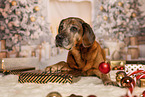 Bavarian-Mountain-Dog-Golden-Retriever-Mongrel