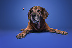 Bavarian-Mountain-Dog-Golden-Retriever-Mongrel