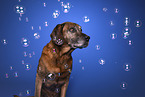 Bavarian-Mountain-Dog-Golden-Retriever-Mongrel