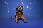 Bavarian-Mountain-Dog-Golden-Retriever-Mongrel