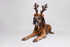 Bavarian-Mountain-Dog-Golden-Retriever-Mongrel