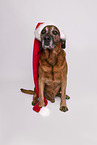 Bavarian-Mountain-Dog-Golden-Retriever-Mongrel