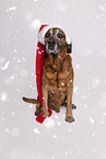 Bavarian-Mountain-Dog-Golden-Retriever-Mongrel