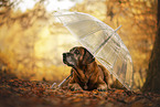 Bavarian-Mountain-Dog-Golden-Retriever-Mongrel
