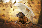 Bavarian-Mountain-Dog-Golden-Retriever-Mongrel