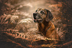 Bavarian-Mountain-Dog-Golden-Retriever-Mongrel