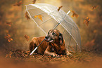 Bavarian-Mountain-Dog-Golden-Retriever-Mongrel