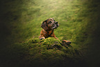 Bavarian-Mountain-Dog-Golden-Retriever-Mongrel