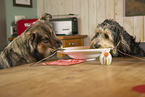 Dogs eat spaghetti