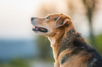 Mongrel dog