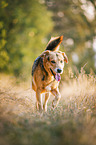 Mongrel dog