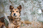 Mongrel dog