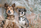Mongrel dog