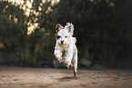 Mongrel dog