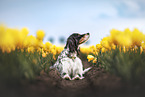 Mongrel dog