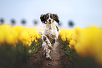 Mongrel dog