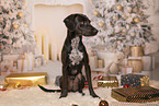 Mongrel dog