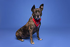Mongrel dog