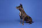 Mongrel dog