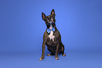 Mongrel dog