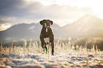 Mongrel dog