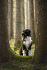 Mongrel