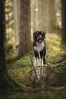 Mongrel