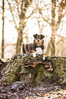 Mongrel dog