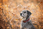 Mongrel dog