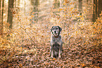 Mongrel dog