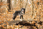Mongrel dog