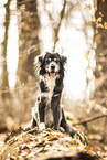 Mongrel dog