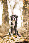 Mongrel dog