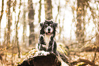 Mongrel dog