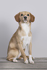 Mongrel dog