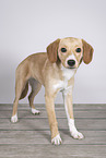 Mongrel dog