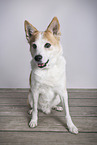 Mongrel dog