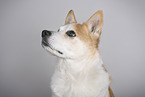 Mongrel dog