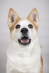 Mongrel dog